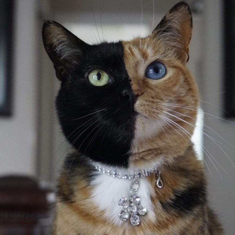 Двуликая кошка Венера