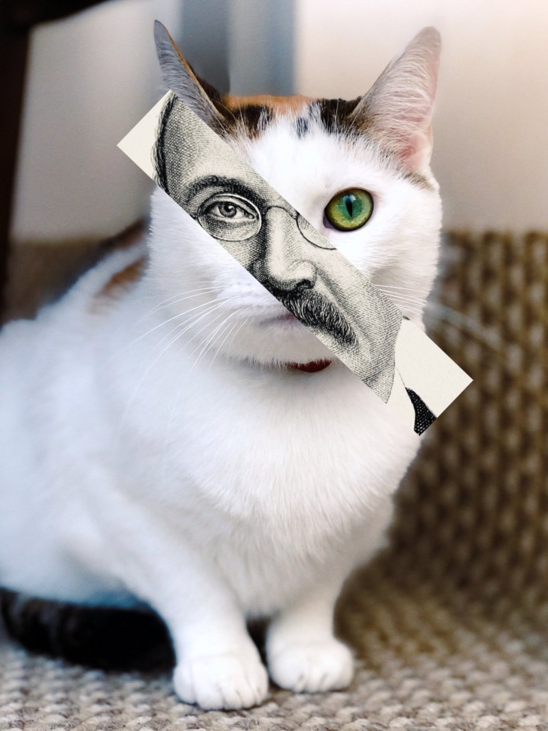 Популярные коты