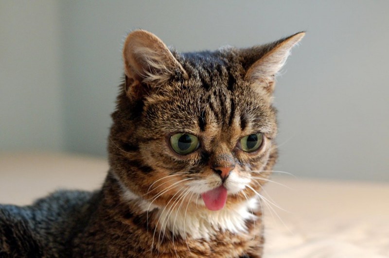 Lil Bub кошка