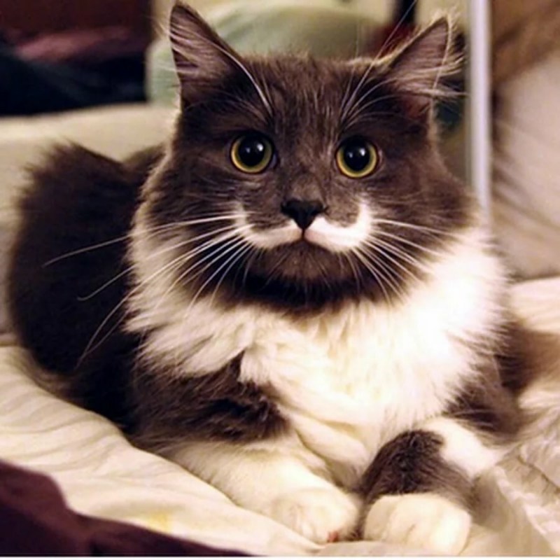 Кошка Нала