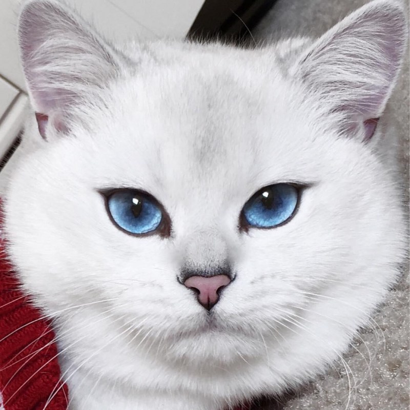 Самый известный кот