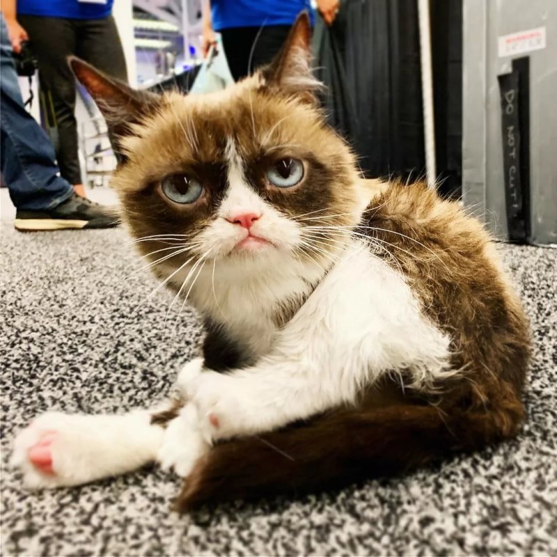 Необычные котята