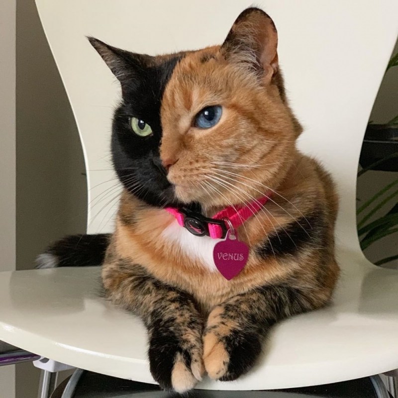 Кот Спанглс