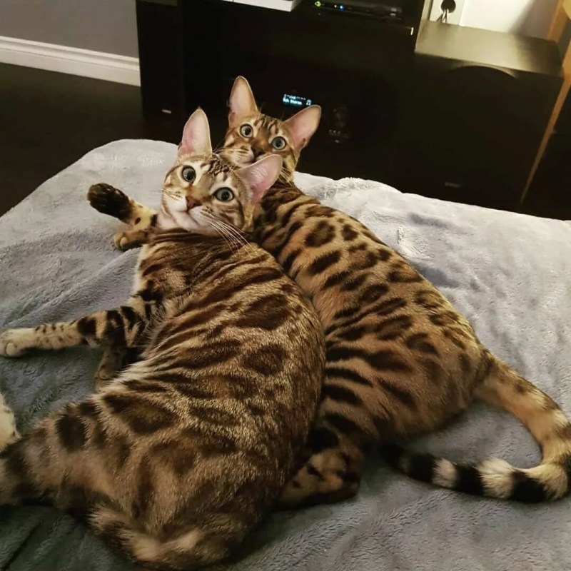 Самые красивые кошки