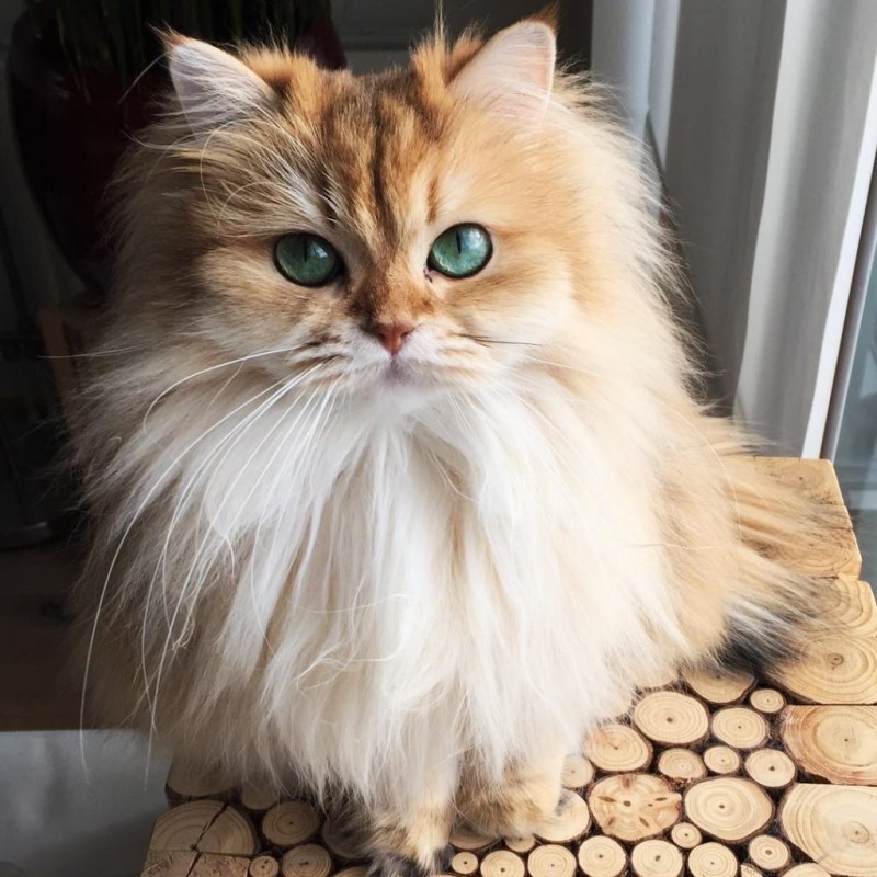 Кошечки на рабочий стол