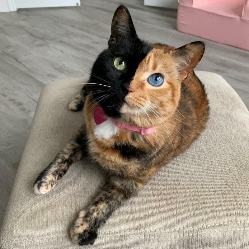 Коты породы тойгер