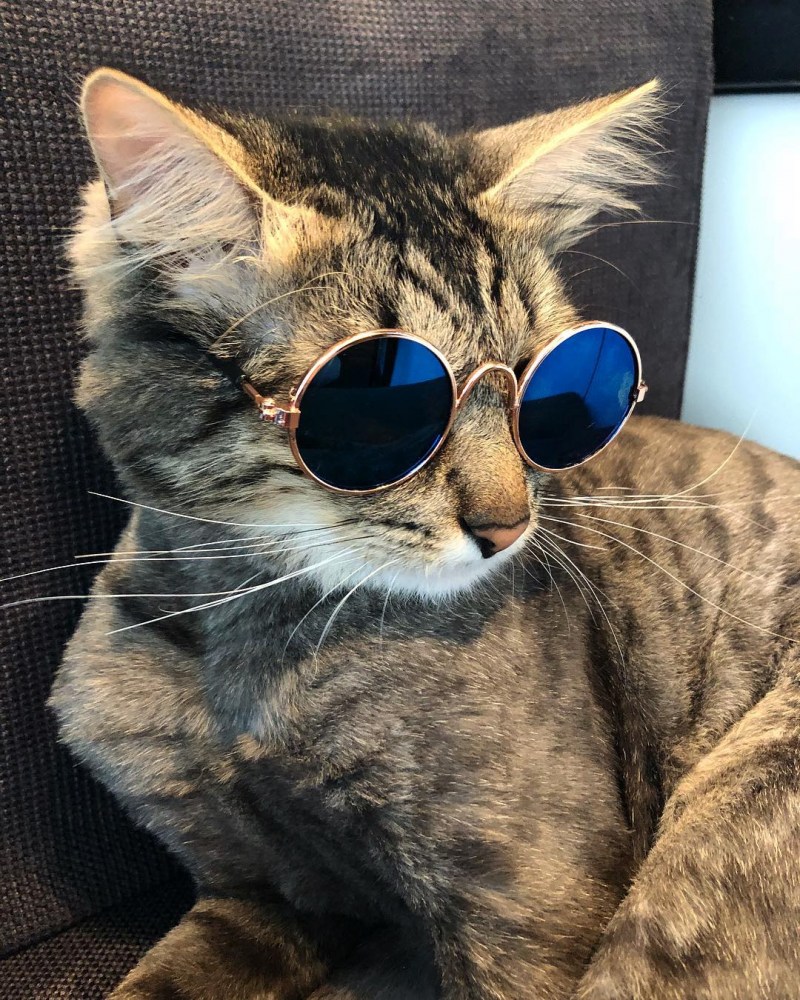 Самые известные котята