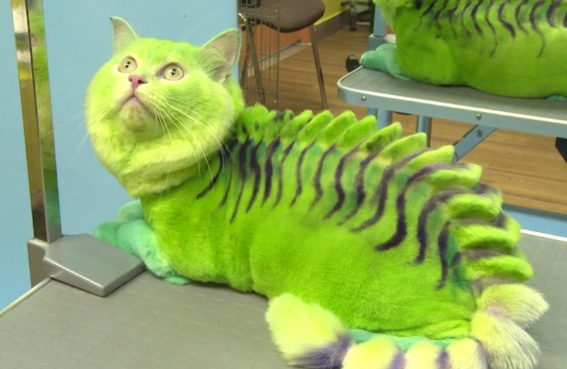 Кот динозавр стрижка