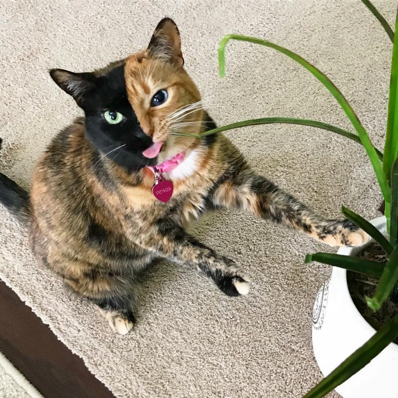 Популярные коты