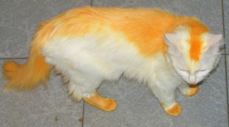Покраска котов