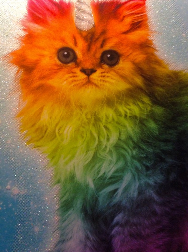 Разноцветные котята