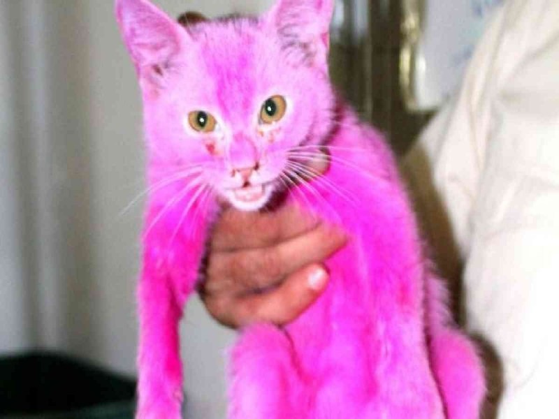 Розовый котенок
