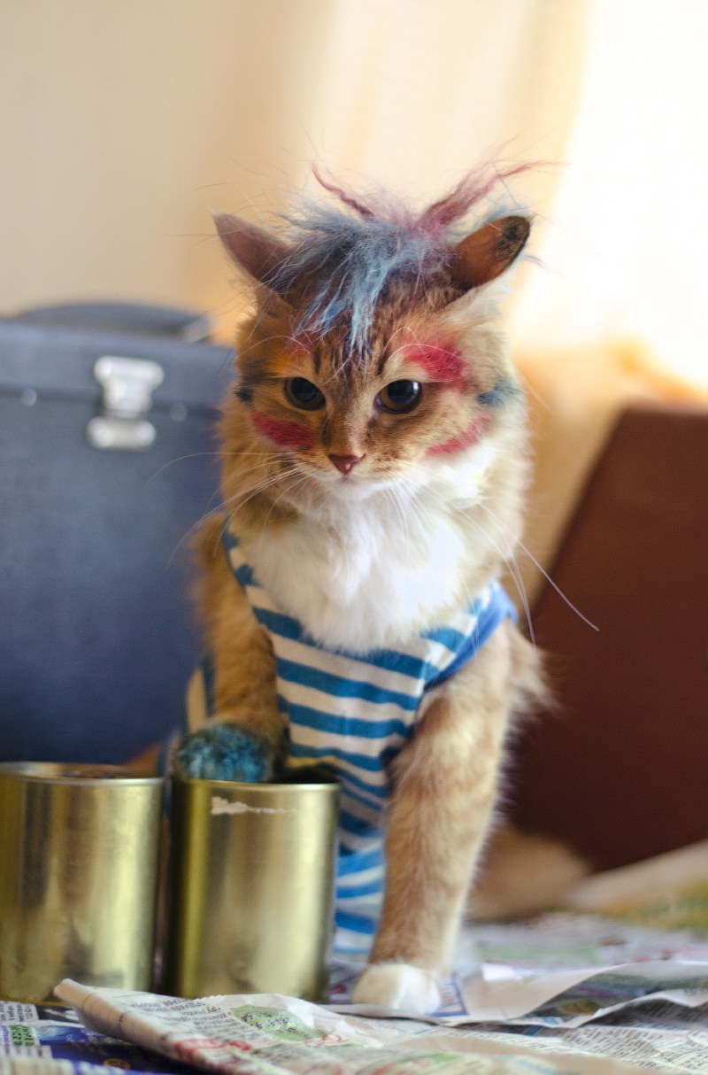 Накрашенные коты