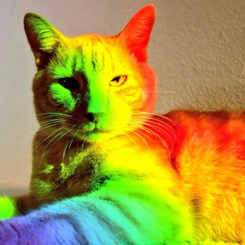 Радужная кошка