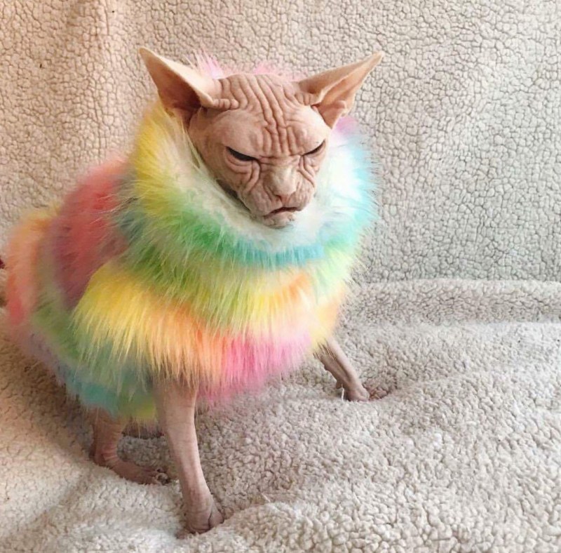 Сфинкс Локи