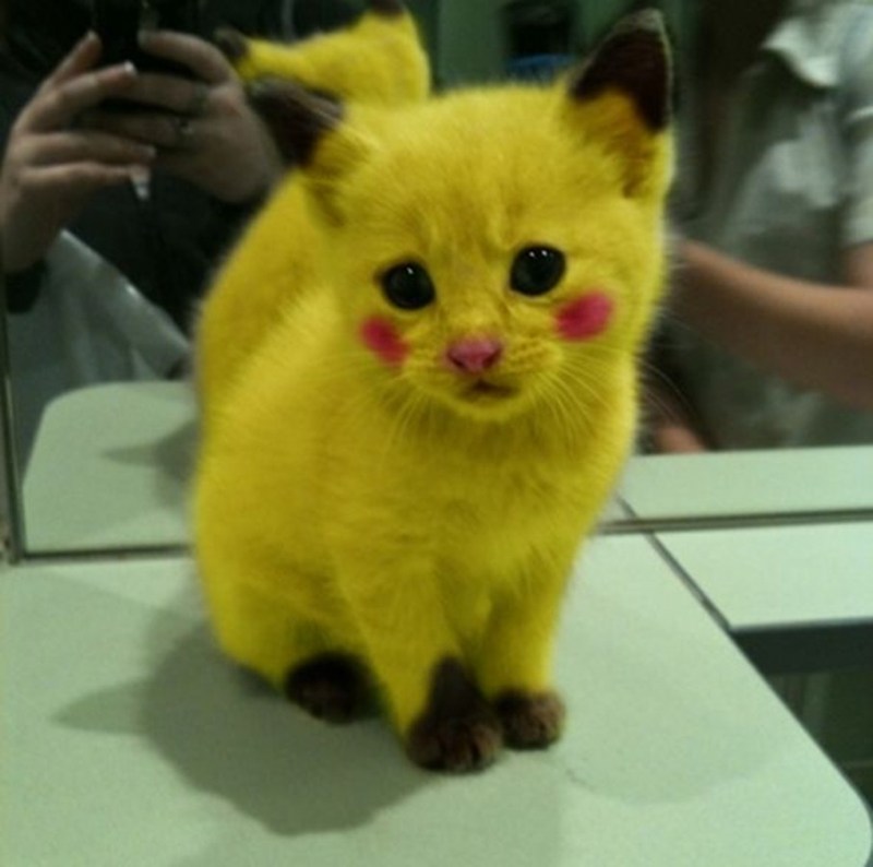 Кот в костюме Пикачу