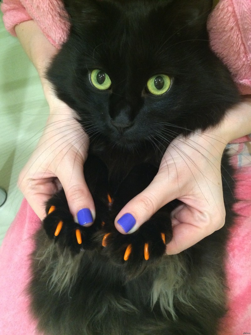 Коты с крашеными когтями