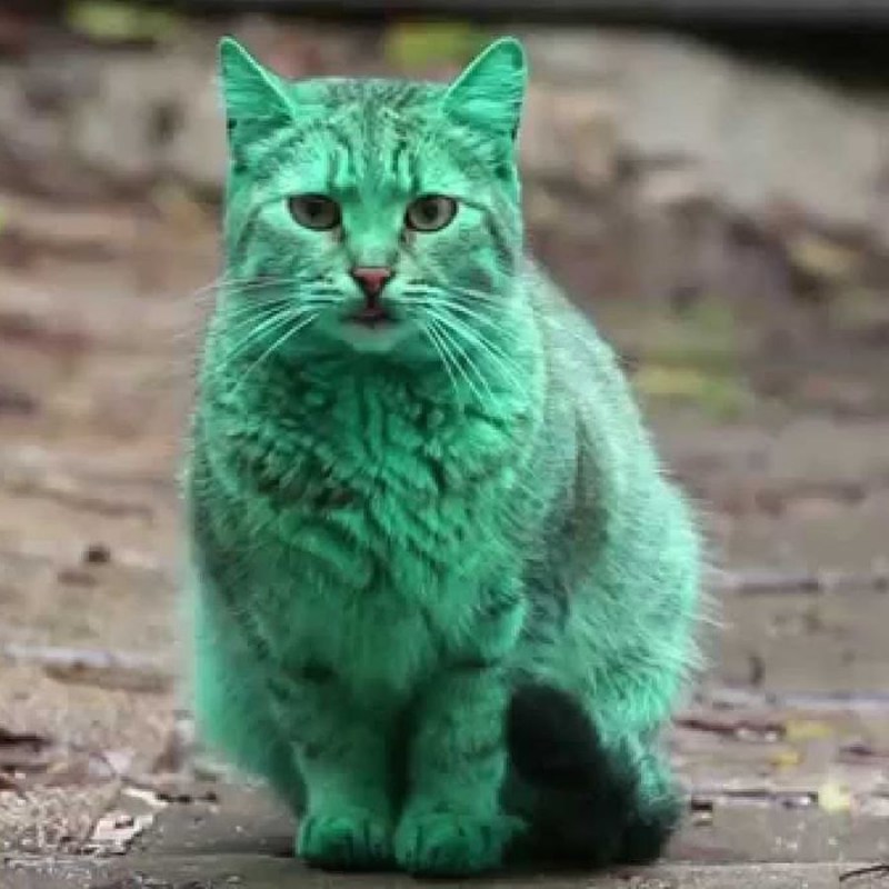 Редкий кот