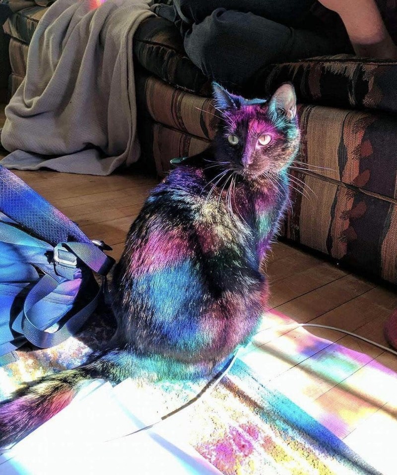 Крашеные коты