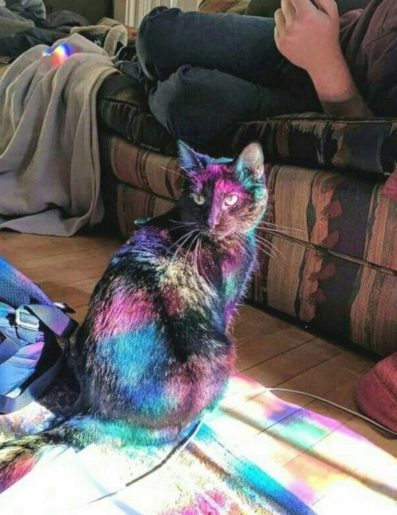 Стрижка котов