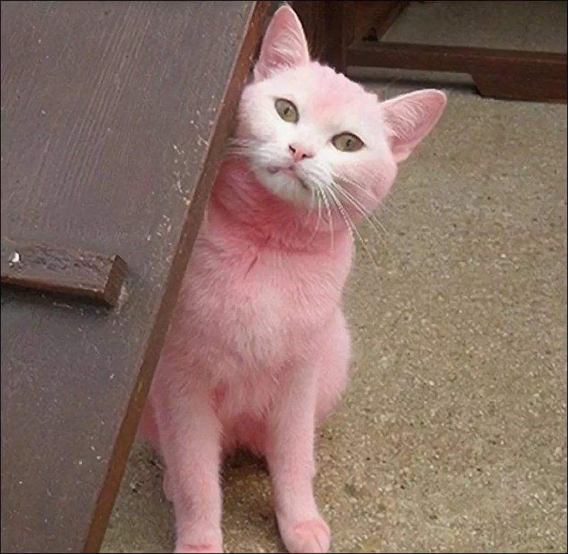 Розовый котенок
