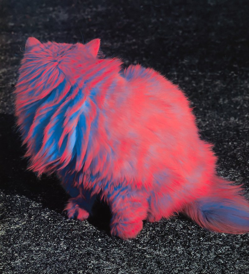 Крашеные кошки