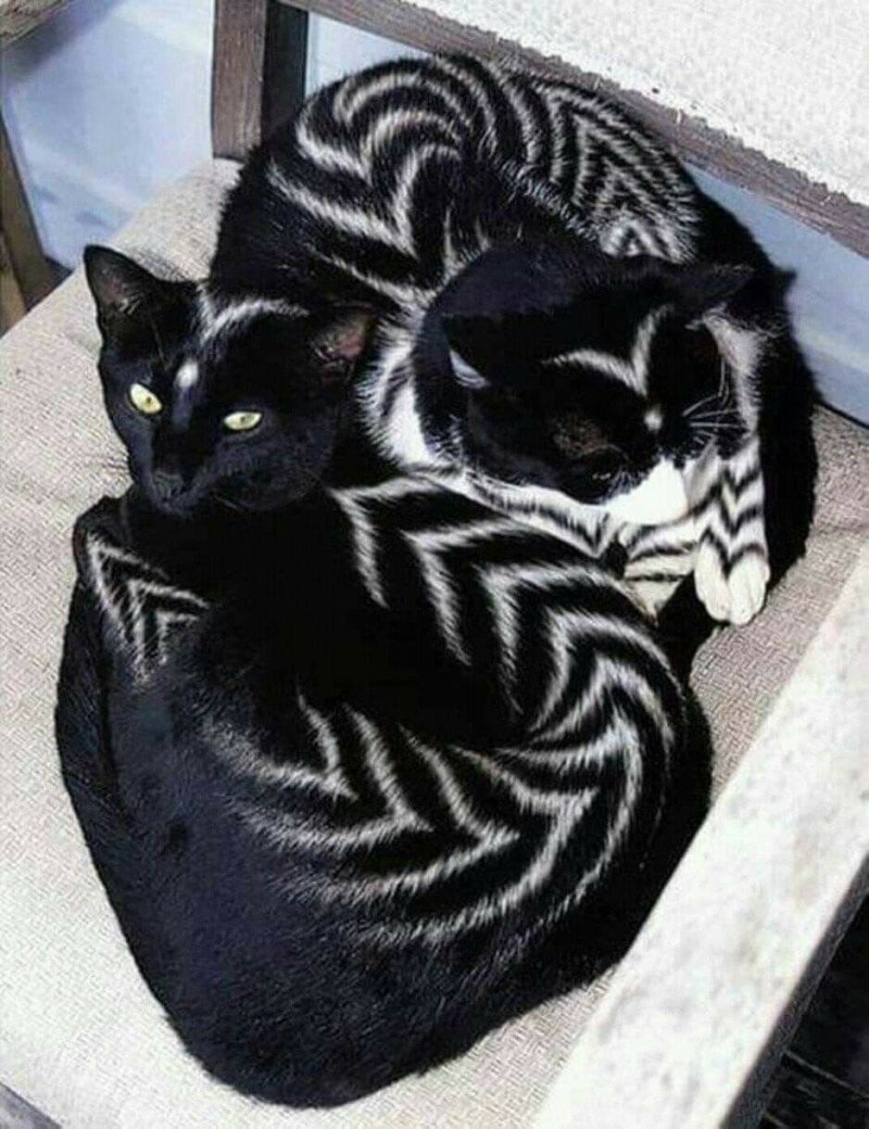 Кошку покрасили