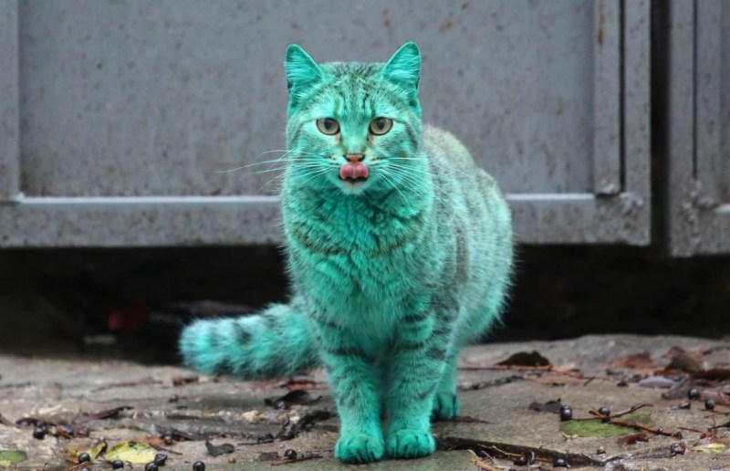 Изумрудная кошка