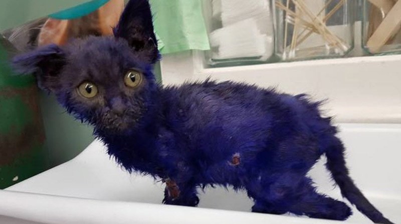 Крашеные котята
