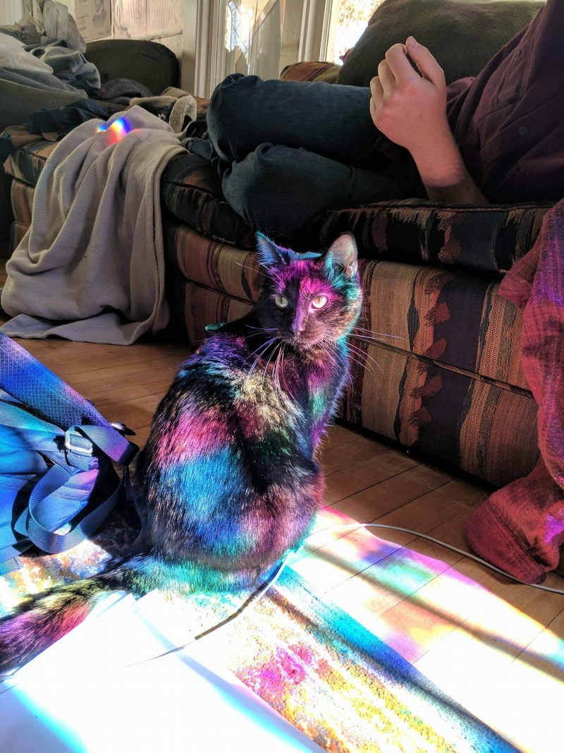Кошка разноцветные шерсти