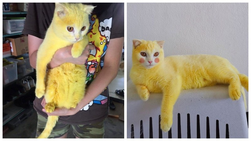 Покрашенный кот