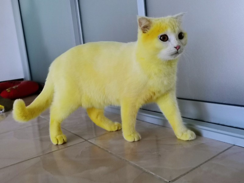 Кошки желтого окраса