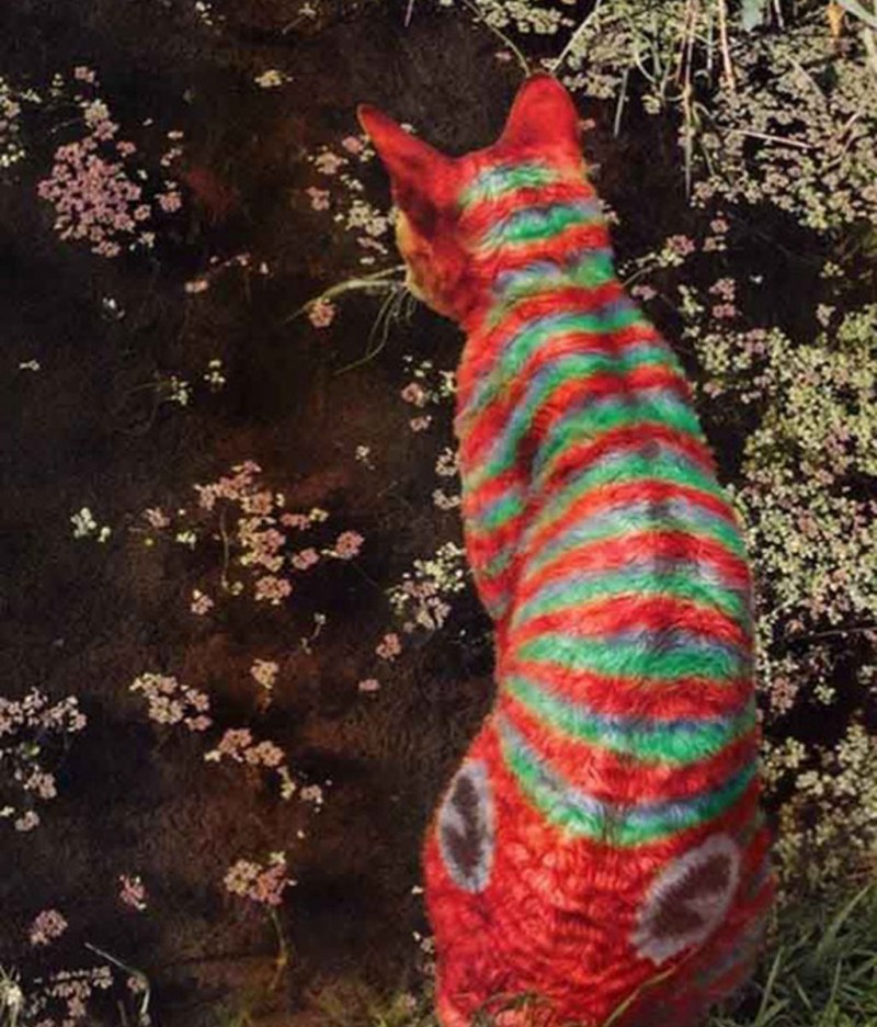 Крашенный кот
