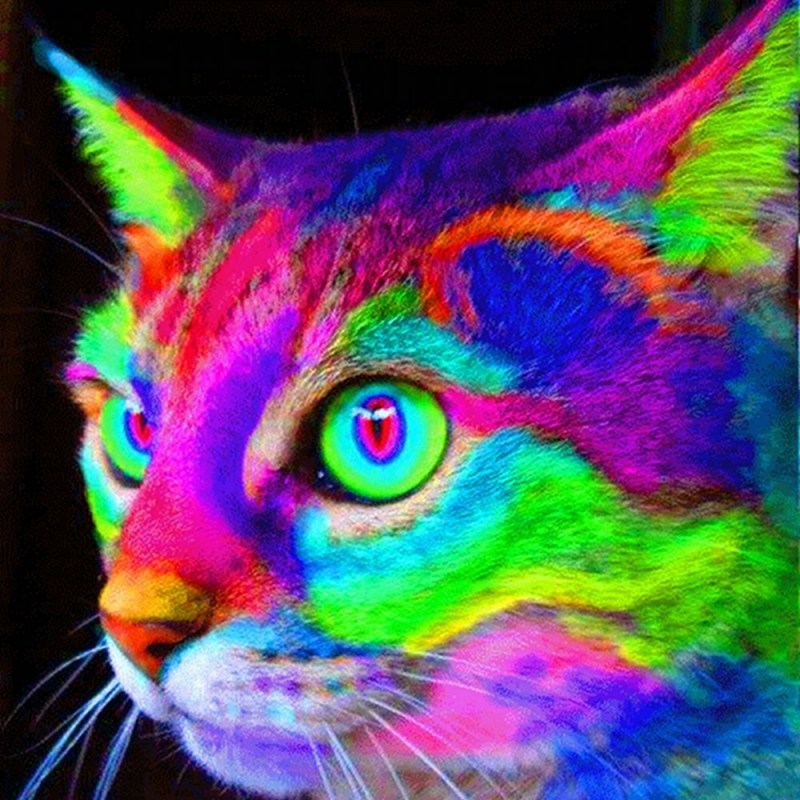 Разноцветный кот