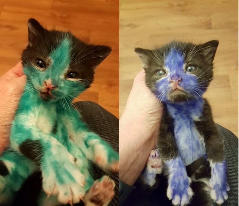 Котики не настоящие