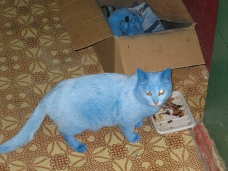 Stormborn Cat