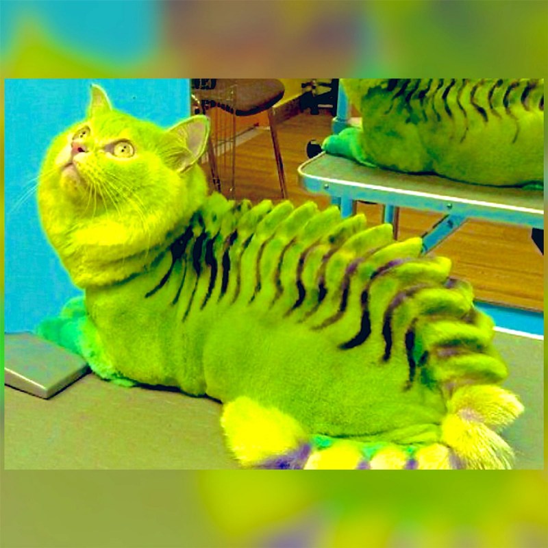 Кошку покрасили