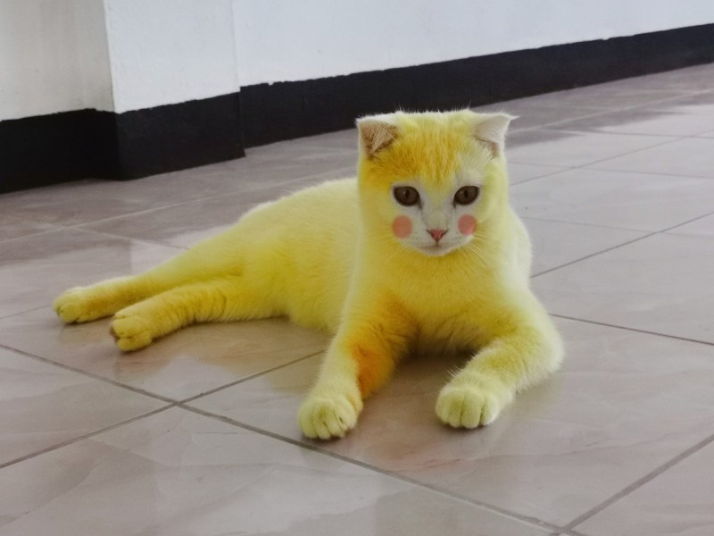 Кошку покрасили