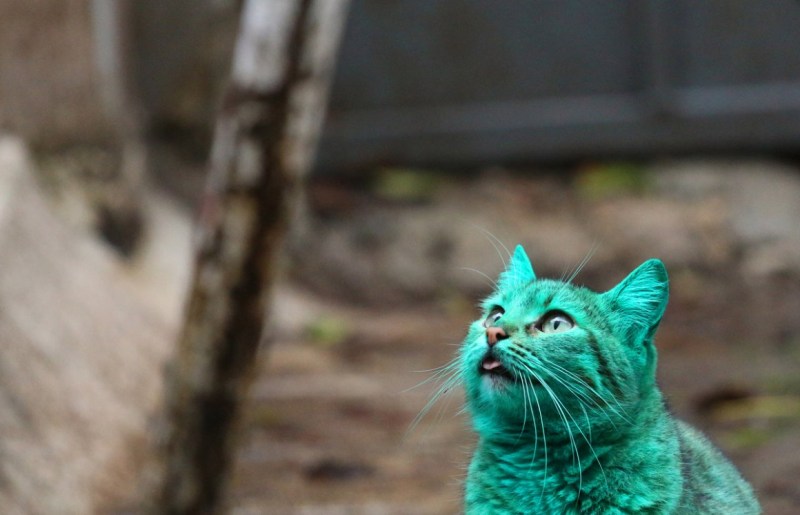 Зеленая кошка