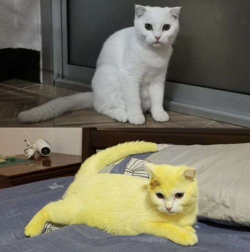 Бело желтая кошка