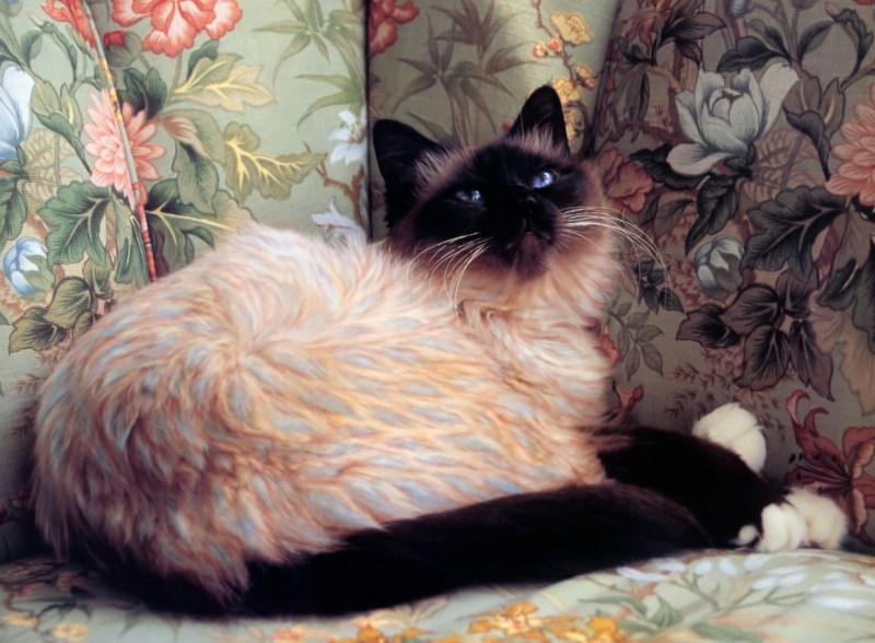 Кошки с покрашенной шерстью
