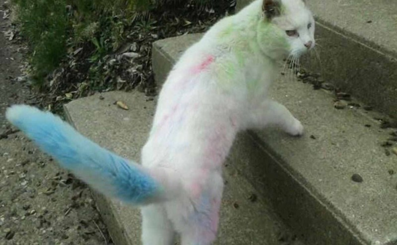 Радужных кошек