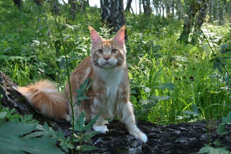 Мейн кун с короткой шерстью фото