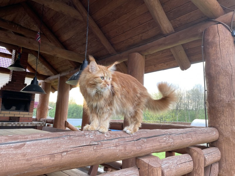Кошка Мейн кун гуляет сама по себе
