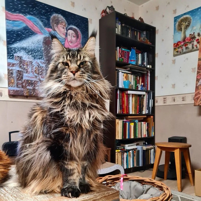 Мейн кун весной