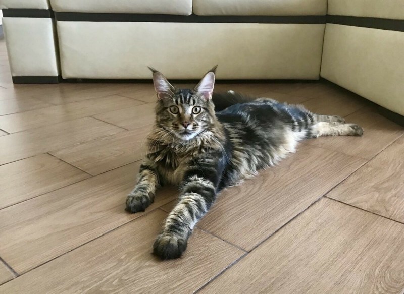 Кот Мейн кун