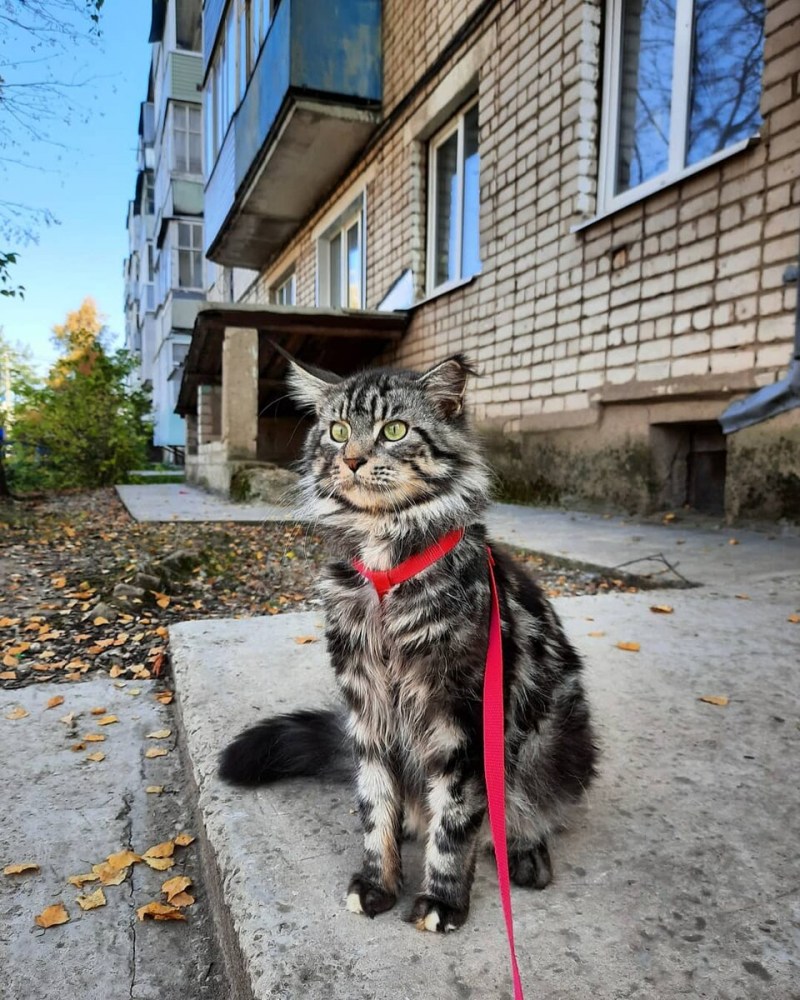 Дикая кошка Мейн кун