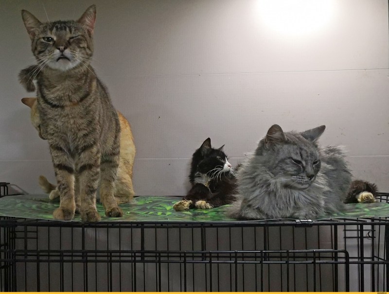 Самодельные дома для кошек