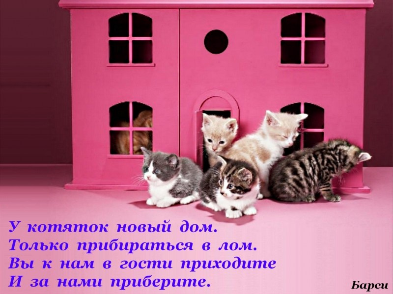 Дом для котят