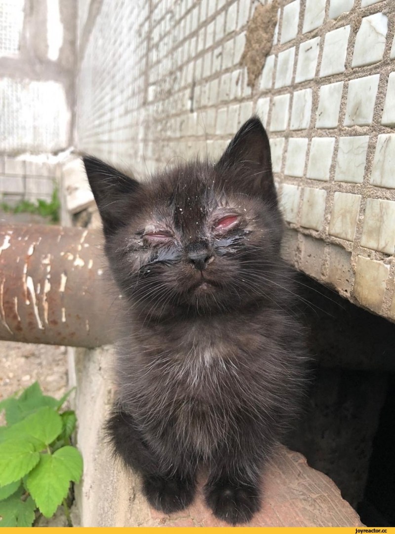 Маршак Кошкин дом пожар